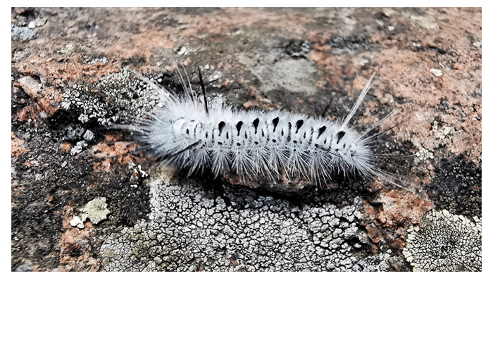 Landon's Bay Caterpillar