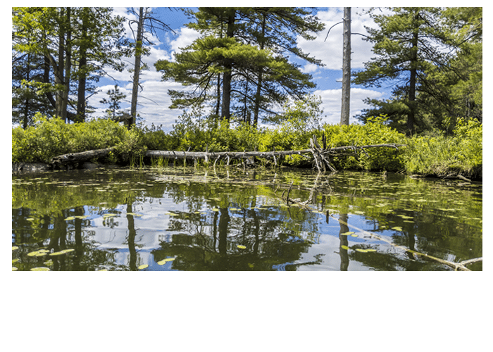 Temperance Lake Views